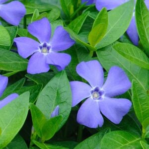 Hawaii mavi çiçekli vinca minor fidesi yerörtücü