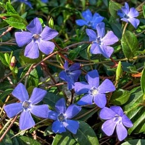 Hawaii mavi çiçekli vinca minor fidesi yerörtücü