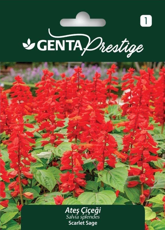 Ateş çiçeği tohumu salvia splendens Genta