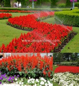Ateş çiçeği tohumu salvia splendens Genta