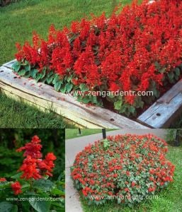 Ateş çiçeği tohumu salvia splendens Genta