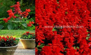 Ateş çiçeği tohumu salvia splendens Genta