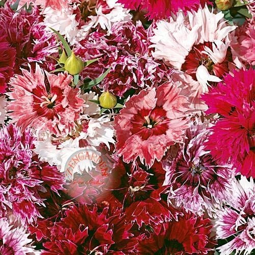 Katmerli çin karanfil tohumu kokulu saksılık dianthus chinensis