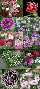 Katmerli çin karanfil tohumu kokulu saksılık dianthus chinensis