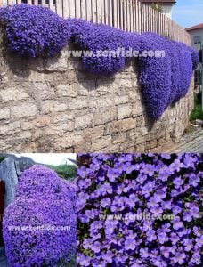 Mavi sarkan aubrieta tohumu çiçekli obrezya cascade tohumu