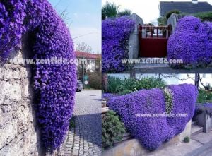 Mavi sarkan aubrieta tohumu çiçekli obrezya cascade tohumu