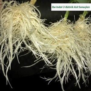 Köklendirme Hormonu Saf halde indole butirik asit IBA-K suda eriyen
