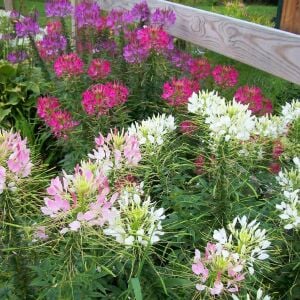 Örümcek çiçeği cleome tohumu karışık renkler cleome hassleriana spider plant