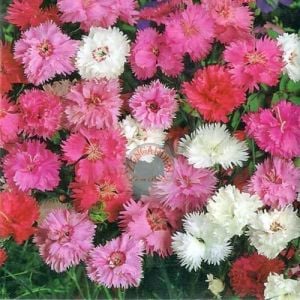 Bodur karanfil tohumu katmerli yayılıcı ve kokulu dianthus plumaris