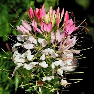 Örümcek çiçeği cleome tohumu karışık renkler cleome hassleriana spider plant