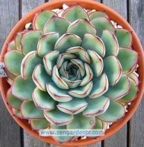 Echeveria pulidonis sukulent bitki
