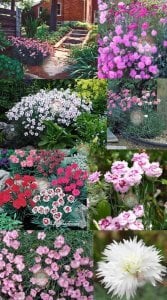 Bodur karanfil tohumu katmerli yayılıcı ve kokulu dianthus plumaris