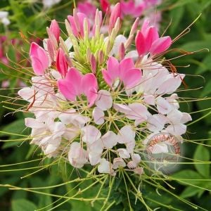 Örümcek çiçeği cleome tohumu karışık renkler cleome hassleriana spider plant