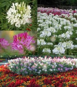 Örümcek çiçeği cleome tohumu karışık renkler cleome hassleriana spider plant