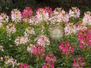 Örümcek çiçeği cleome tohumu karışık renkler cleome hassleriana spider plant
