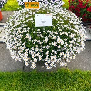 Beyaz felisia fidesi şifaotu felicia amelloides