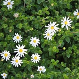 Beyaz felisia fidesi şifaotu felicia amelloides