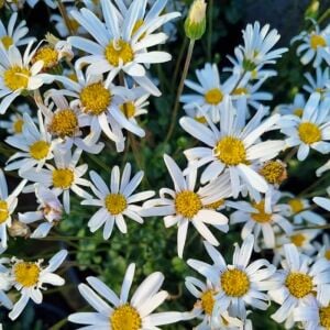 Beyaz felisia fidesi şifaotu felicia amelloides