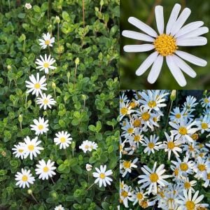 Beyaz felisia fidesi şifaotu felicia amelloides