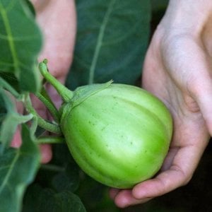 Ao Daimaru patlıcan tohumu Atalık tohum