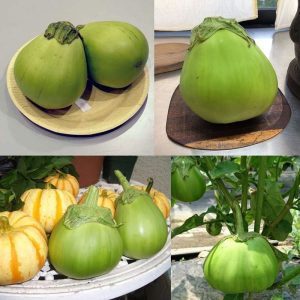 Ao Daimaru patlıcan tohumu Atalık tohum