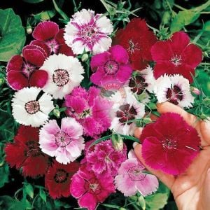 Karanfil tohumu baby doll karışık renkli bodur kokulu dianthus