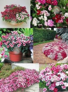 Karanfil tohumu baby doll karışık renkli bodur kokulu dianthus