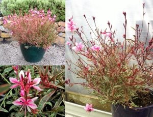 Alaca yapraklı gaura fidesi pembe çiçekli gambit variegata rose