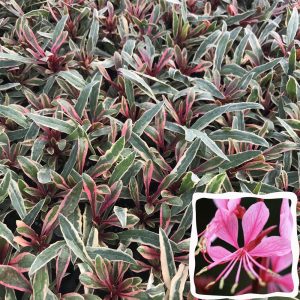 Alaca yapraklı gaura fidesi pembe çiçekli gambit variegata rose