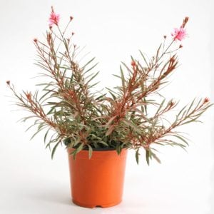 Alaca yapraklı gaura fidesi pembe çiçekli gambit variegata rose