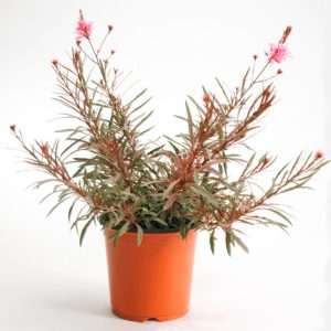 Alaca yapraklı gaura fidesi pembe çiçekli gambit variegata rose