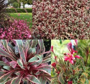 Alaca yapraklı gaura fidesi pembe çiçekli gambit variegata rose