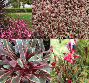 Alaca yapraklı gaura fidesi pembe çiçekli gambit variegata rose