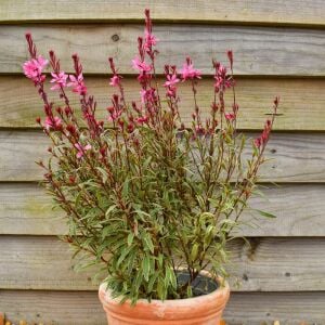 Alaca yapraklı gaura fidesi pembe çiçekli gambit variegata rose