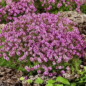 Yayılıcı kekik tohumu creeping thyme limon kokulu çiçekli