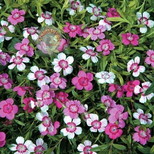 Dianthus tohumu micro chips saksılık yerörtücü