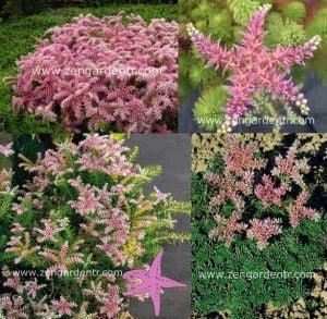 Sedum tohumu pembe yıldız sedum seastar