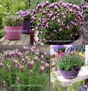 Pembe stoechas lavanta fidesi lavandula stoechas bandera deep rose