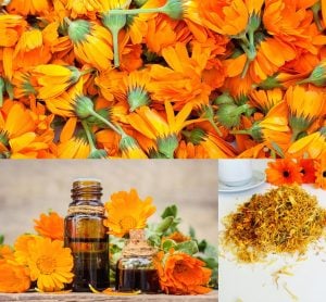 Turuncu aynısafa çiçeği tohumu Genta calendula officinalis