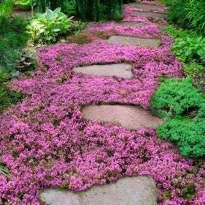 Yayılıcı kekik tohumu creeping thyme limon kokulu çiçekli