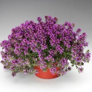 Yayılıcı kekik tohumu creeping thyme limon kokulu çiçekli