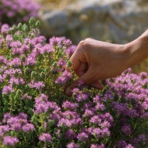 Yayılıcı kekik tohumu creeping thyme limon kokulu çiçekli