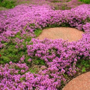 Yayılıcı kekik tohumu creeping thyme limon kokulu çiçekli
