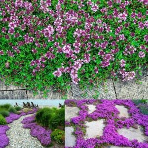 Yayılıcı kekik tohumu creeping thyme limon kokulu çiçekli