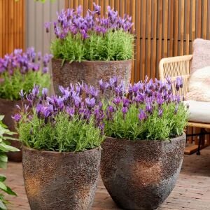 Mavi stoechas lavanta fidesi lavandula stoechas blue