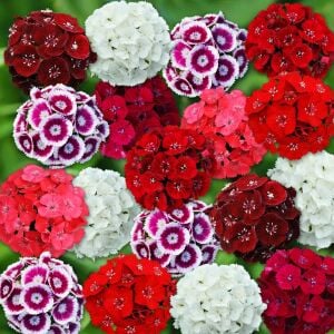 Dianthus barbatus tohumu kokulu sweet william karışım
