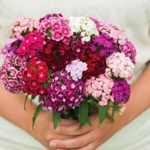 Dianthus barbatus tohumu kokulu sweet william karışım