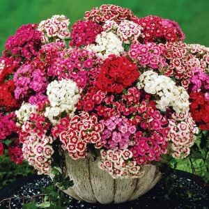 Dianthus barbatus tohumu kokulu sweet william karışım