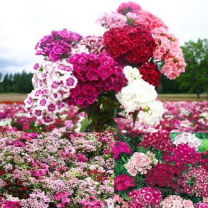 Dianthus barbatus tohumu kokulu sweet william karışım