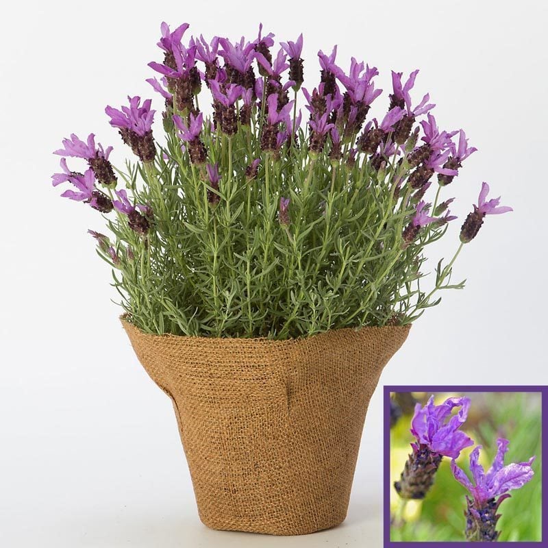 Mavi stoechas lavanta fidesi lavandula stoechas blue